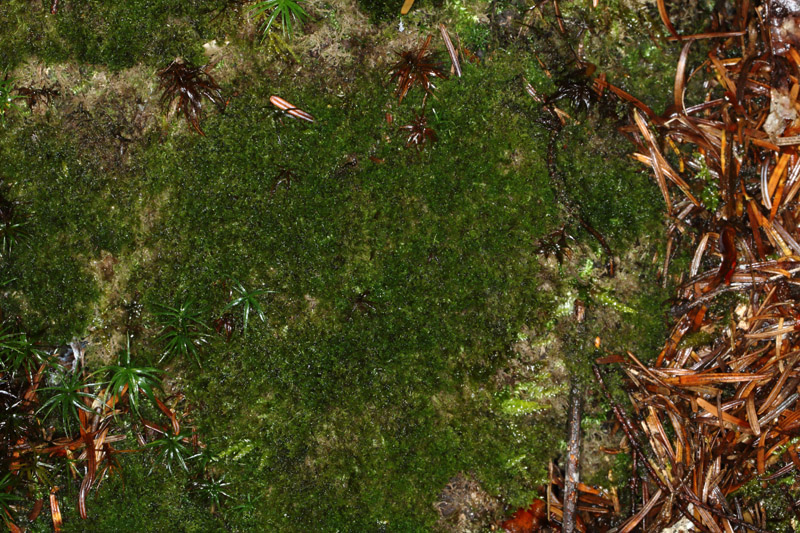 Blepharostoma trichophyllum var. trichophyllum